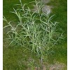 Willow 20 Austree Hybrid Willow Tree Cuttings Fast Growing Aussie