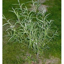 Willow 20 Austree Hybrid Willow Tree Cuttings Fast Growing Aussie For Direct Planting