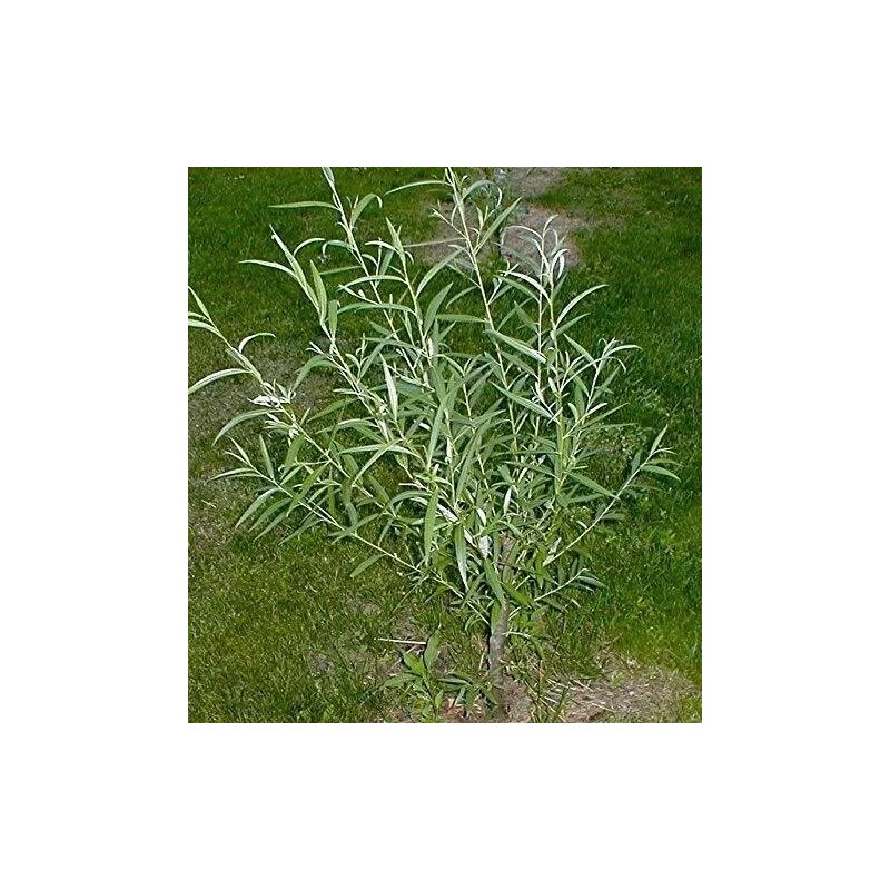 Willow 20 Austree Hybrid Willow Tree Cuttings Fast Growing Aussie