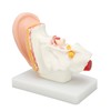 Human Ear Anatomical Model Clear Structure Simulation Inner Ear Model