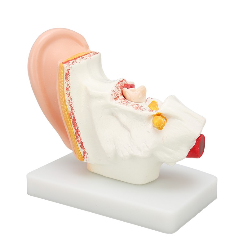 Human Ear Anatomical Model Clear Structure Simulation Inner Ear Model