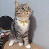 Hjvvr Cat Collar With Bell,Breakaway Pet Collar,Yellow Theme Carrot Collar