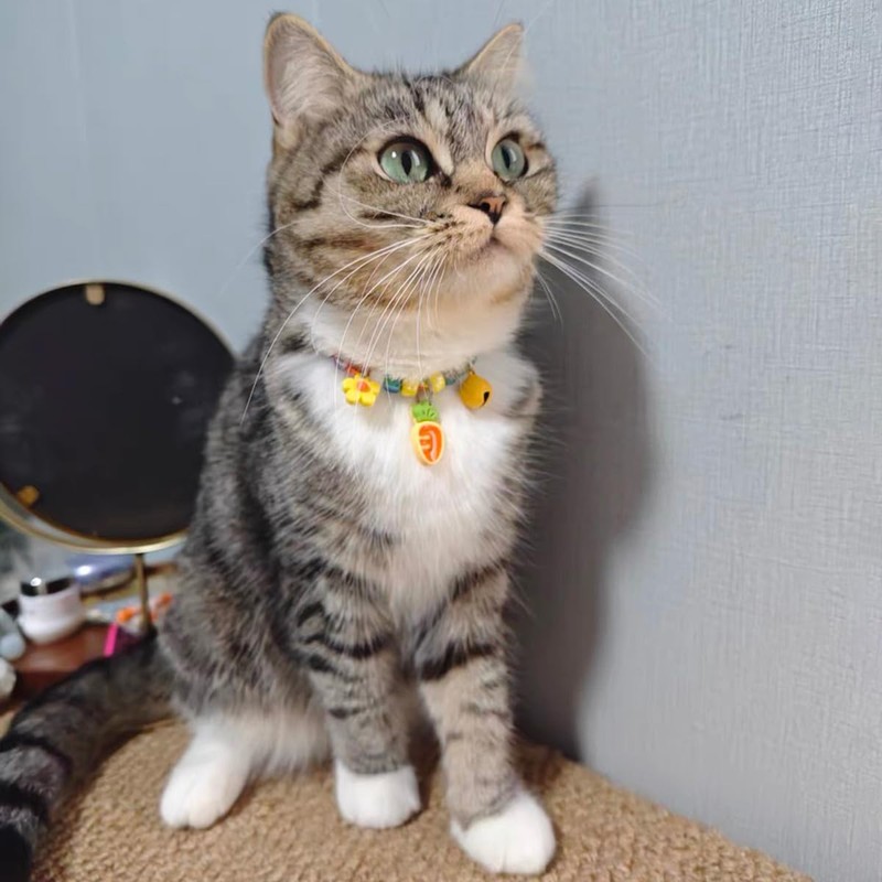 Hjvvr Cat Collar With Bell,Breakaway Pet Collar,Yellow Theme Carrot Collar