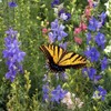 Outsidepride Birds & Butterfly Wild Flower Seed Mix - 1/4