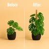 Craft911 Moss Pole Monstera Plant Support – 48” Bendable Moss