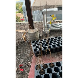 Pakistan Long Mulberry Tree - Morus Macroura - Not Dwarf