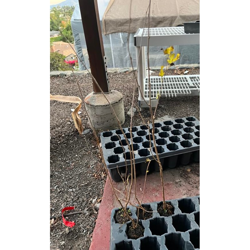 Pakistan Long Mulberry Tree - Morus Macroura - Not Dwarf