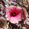 Cranberry Hibiscus Seeds Hibiscus Acetosella Evergreen Perennial Annual Edible Ornamental