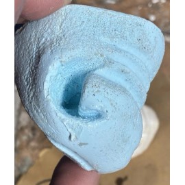 GLORIOSO WILDLIFE MOUNTS TAXIDERMY FLEHMEN WHITETAIL DEER MOUTH PIECE SET XL HIGH DEFINITION SERIES