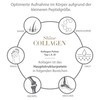 Shine Collagen Pulver 500g - 100% Collagen Peptide, Premium Hydrolysat