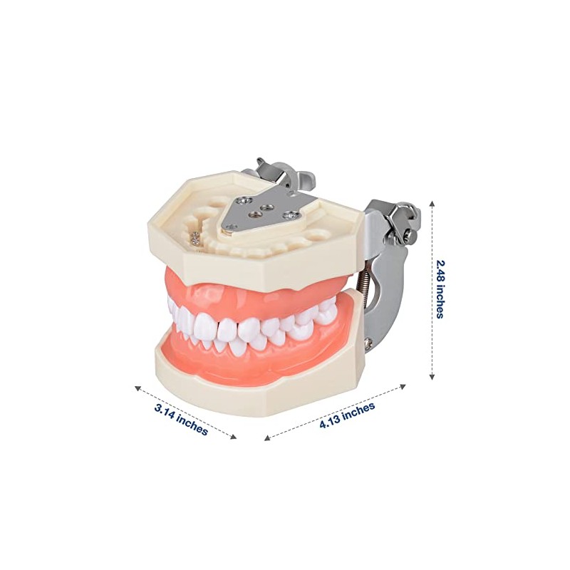 Ultrassist Typodont - Modelo de dientes con 28 dientes extraíbles,
