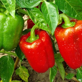 Honest Seeds Sweet Red Bell Pepper Seeds | Non-GMO Heirloom | Fresh Garden Seeds from USA