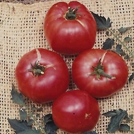 Tomato Garden Seeds - German Johnson - 4 Oz - Non-GMO, Heirloom, Vegetable Gardening Seed