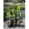 Tree VALENCIA PRIDE MANGO TREE GRAFTED (3-4 Feet Tall)