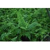 Perennial Farm Marketplace Dryopteris x Australis (Dixie Wood) Hardy Fern,