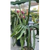 Asunta 6 Asunta DRAGON FRUIT CUTTING 10-14 Inches Check Description