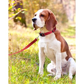 FunTags Reflective Nylon Dog Collar,Adjustable Pet Collars with Quick Release Buckle for Puppy Small Medium Large Dogs,18 Classic Solid Colors,4 Sizes