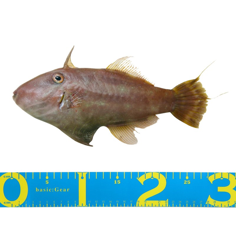 PATIKIL Fish Ruler 120cm, Waterproof Fish Measuring Tape for Boat