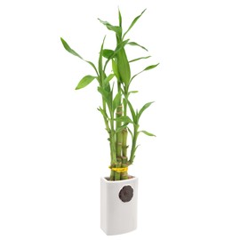 5-Stem Lucky Bamboo, Live Indoor Plant in Contour II Ceramic Planter for Home, Work, or Gift, White ***Cannot Ship to Hawaii***