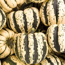 Sweet Dumpling Winter Squash Garden Seeds - 1 Oz - Heirloom, Non-GMO - Vegetable Gardening Seed