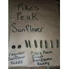 Seeds Bee Blooming Pikes Peak Giant Sunflower Seeds