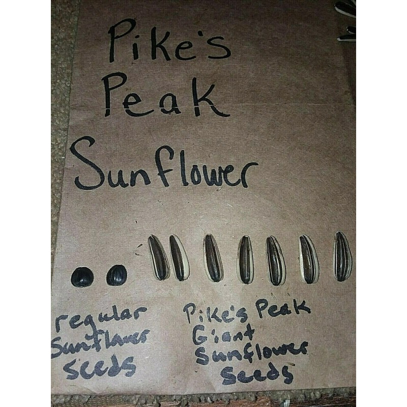 Seeds Bee Blooming Pikes Peak Giant Sunflower Seeds