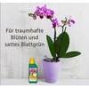 Pokon Pokon Orchideen-Fl1ssigd1nger 250ml, Fl1ssige Spezialnahrung f1r alle Orchideenarten mit