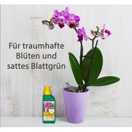 Pokon Pokon Orchideen-Fl1ssigd1nger 250ml, Fl1ssige Spezialnahrung f1r alle Orchideenarten mit Extra Magnesium und Eisen, gr1n