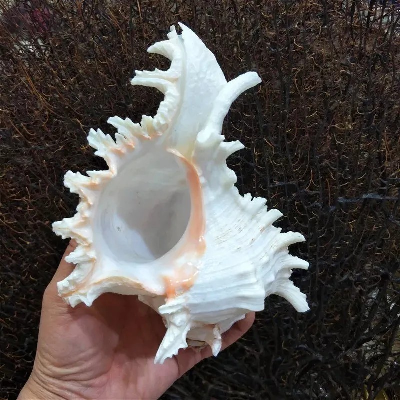 Large White Murex Ramosus Natural Conch Seashell Rare Real Aquarium