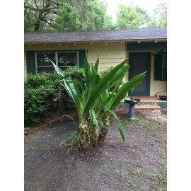 White Colosal Crinum Asiaticum | Unique Find | Rare | 1 Plant 4in Pot
