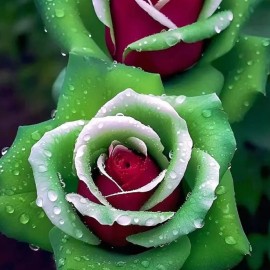 JQBay 20pcs Ruby Green Twin Roses - Captivating Contrasts for Your Garden