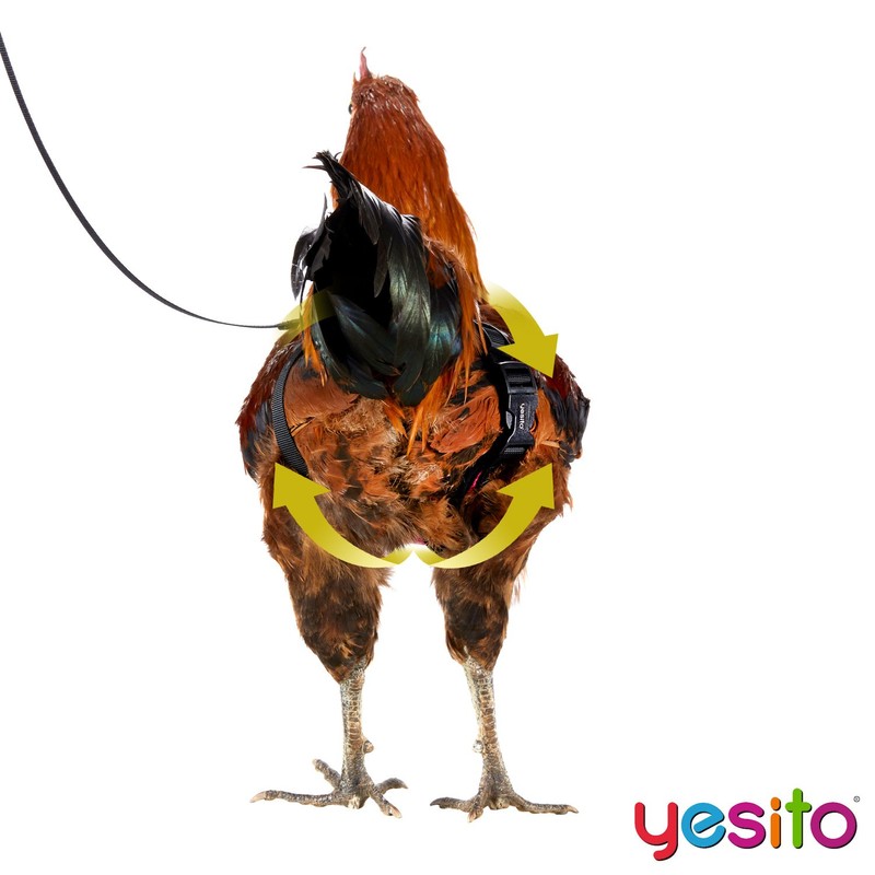 Yesito Chicken Harness Hen Size with 5.5ft Matching Leash –
