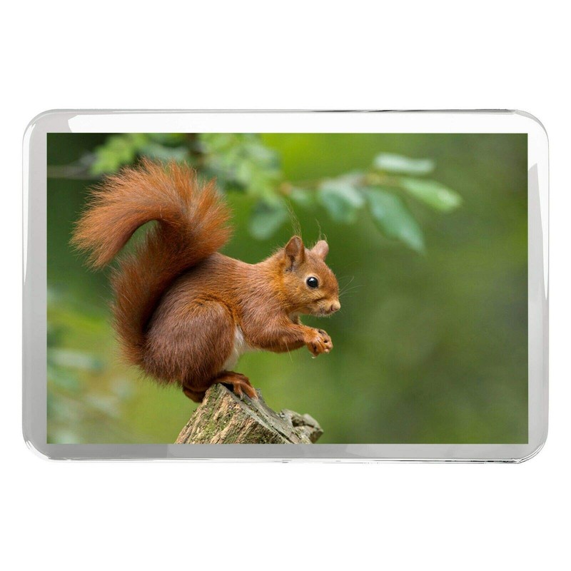 1 x Fridge Magnet -Red Squirrel Classic Fridge Magnet -