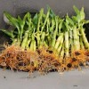 Lucky Bamboo Plants 100 LUCKY BAMBOO PLANTS 4" Free 5