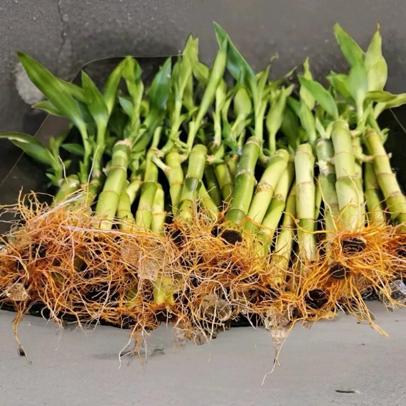 Lucky Bamboo Plants 100 LUCKY BAMBOO PLANTS 4" Free 5