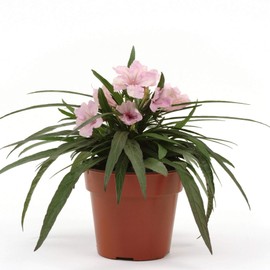 Outsidepride Pink Mexican Petunia - 30 Seeds