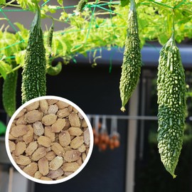 CHUXAY GARDEN Japanese Long Bitter Gourd Seed 25 Seeds Health Benefits Edible Green Vegetable Great Food Crop