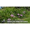 Katie's Dwarf Mexican Petunia Pink | 10 Live Plants |
