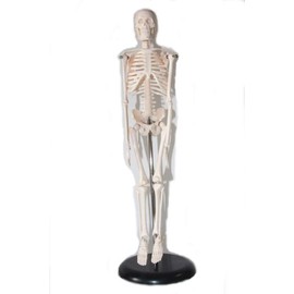 ShopXJ Human Body Skeletal Model Full Body Specimen Structure Model Medical Institution Teaching Materials Total Length 17.7 inches (45 cm) (Human Body Model)