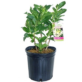 Azalea 'Lemon Lights' (Exbury hybrid) Shrub, yellow flowers, #2 - Size Container