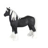 Gypsy Vanner Stallion