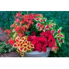 22Day Seeds: Seeds Coleus Variety Mix/Annual Flowers