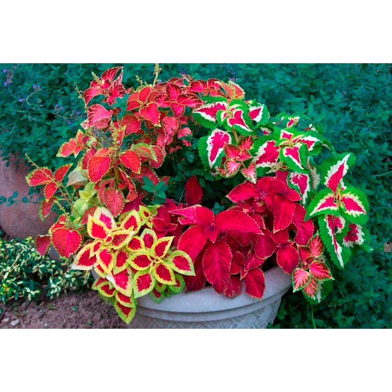 22Day Seeds: Seeds Coleus Variety Mix/Annual Flowers