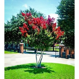 Crape Myrtle Dynamite Red | 1 Extra Large Trade 3 Gallon Plant | Vivid Red Blooms & Hardy Growth, Live Plant, Ornamental Shrub for Striking Garden Display