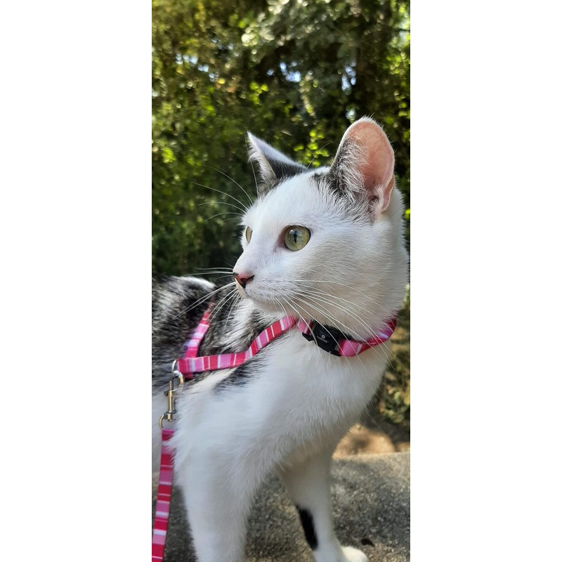Flamingo Kitten Harness with Lead - Alfry | Adjustable (15-25cm,