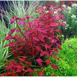BUY 2 GET 1 FREE Ludwigia Super Red "Mini"-Easy Live Aquarium Pond Aquatic Plant