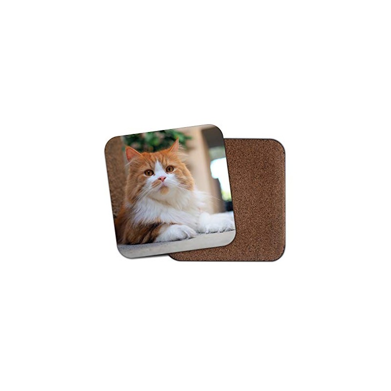 1 x Cute Ginger Cat Coaster - Kitten Cats Pretty