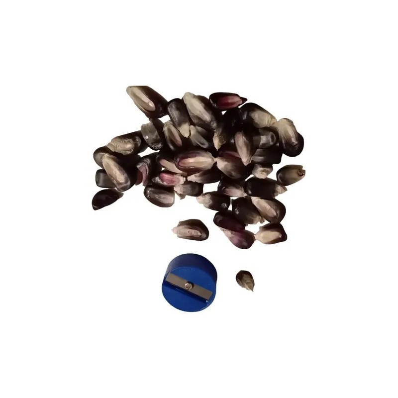 Kilogramo Semilla Maíz Azul Criollo Mexicano Sembrar Maíz