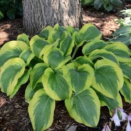 PLATAGO 200 Hosta Seeds Earth Angel Hosta Plants Seeds Perennial Hosta Flower Seeds for Planting Outdoor Garden Yard Shade Grow Easily