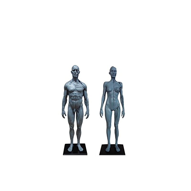 Human Body Musculoskeletal Anatomical Model for Study and Teaching (30CM4)